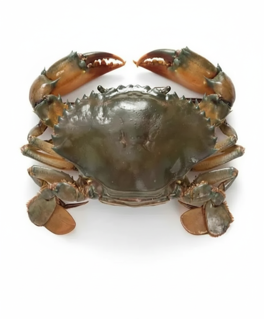 Mud Crab