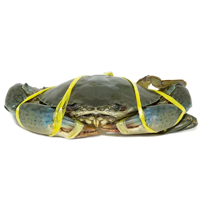 Premium Mud Crab